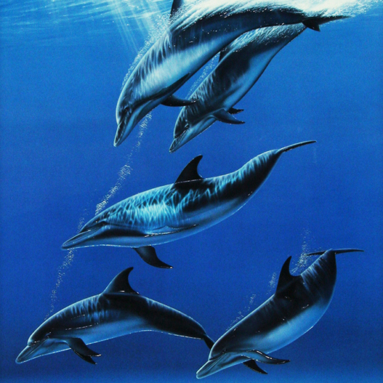 戸川郁夫の絵画作品　タイトルは、イルカ ダイビング